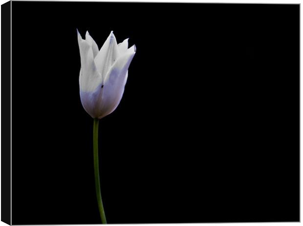 Tulip. Canvas Print by K. Appleseed.