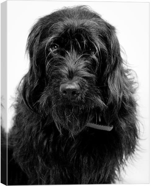 F1 black mini Labradoodle Canvas Print by K. Appleseed.