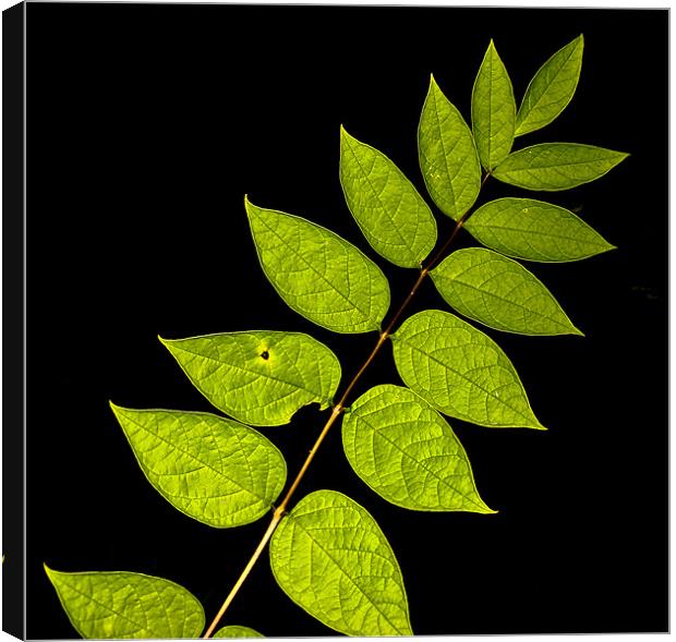 Plant leaf Imperfection Canvas Print by K. Appleseed.
