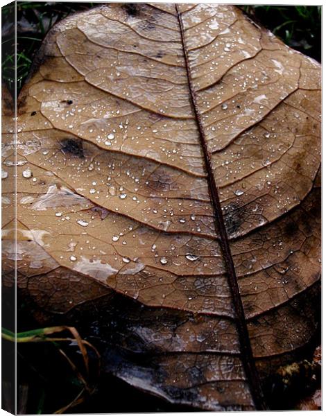 Leaf After the Rain.... Canvas Print by K. Appleseed.