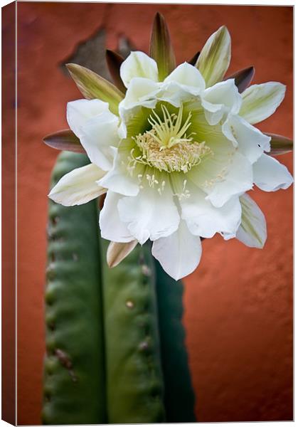San Pedro Cactus Flower Canvas Print by K. Appleseed.