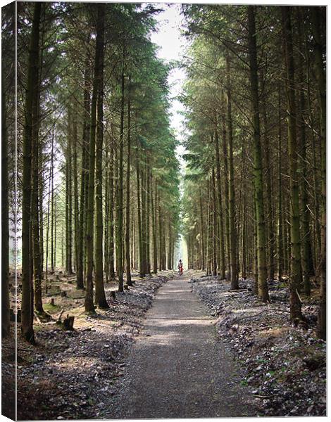 Haldon Forest, The famly trail..... Canvas Print by K. Appleseed.