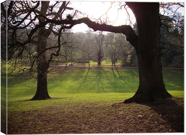 Cockington Park Trees and shadows Canvas Print by K. Appleseed.
