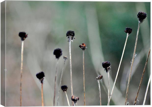 Flower Pods... Canvas Print by K. Appleseed.