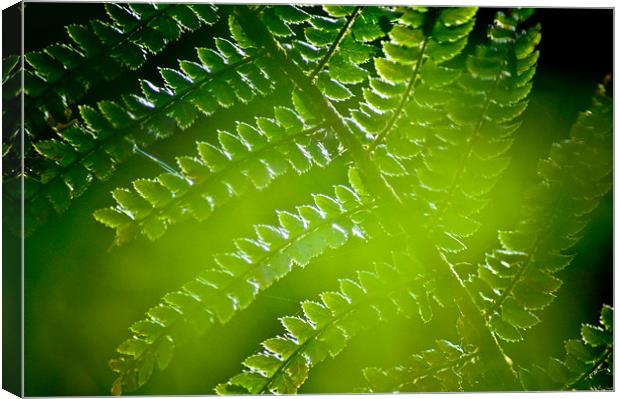 Fern abstract Canvas Print by K. Appleseed.