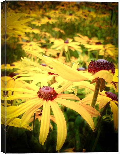 Yellow Rudbeckia Canvas Print by K. Appleseed.
