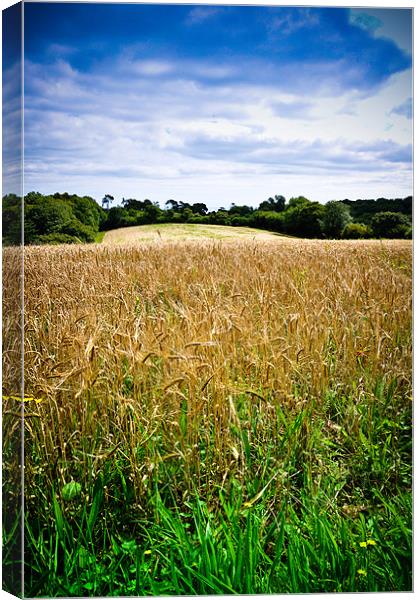A Field of Barley, Devon Canvas Print by K. Appleseed.