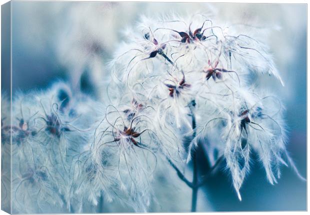 Cotton Grass Seedheads Canvas Print by K. Appleseed.
