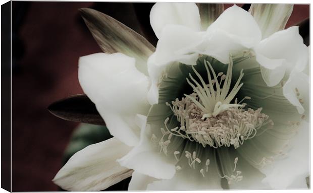 Cactus Flower Canvas Print by K. Appleseed.