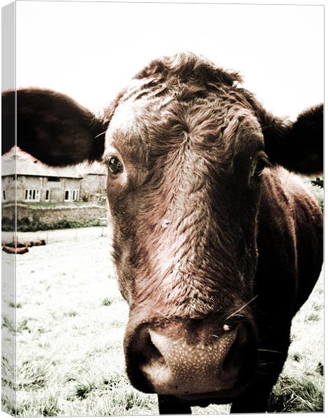 Moo Cow With big Sad eyes. Canvas Print by K. Appleseed.