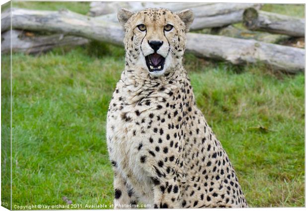 murphy the cheetah Canvas Print by ray orchard