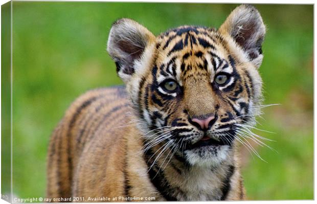 sumatran tiger cub Canvas Print by ray orchard