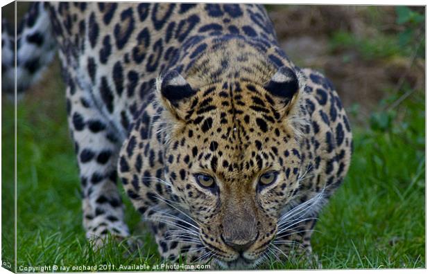 artur the amur leopard Canvas Print by ray orchard