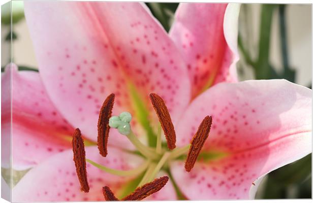 Pink Lilly Macro Canvas Print by Phil Hall