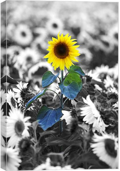Sunflower Canvas Print by Tony Bates