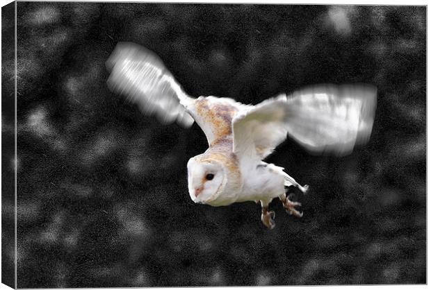 Barn Owl in flight Canvas Print by Tony Bates