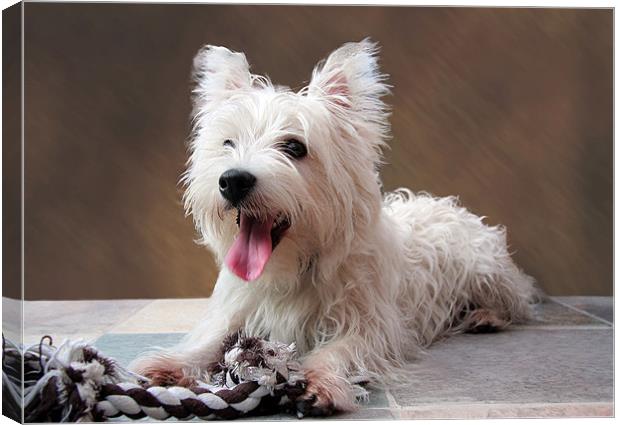 west highland terrier puppy Canvas Print by Tony Bates