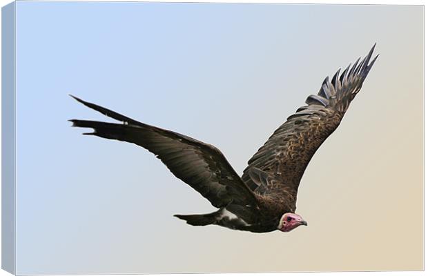 Griffon Vulture Canvas Print by Tony Bates