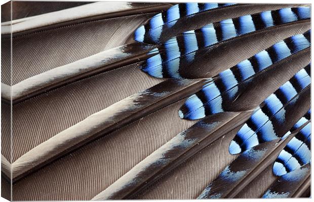 Jay wing feathers Canvas Print by Tony Bates