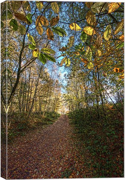 Woodland pathway Canvas Print by Tony Bates