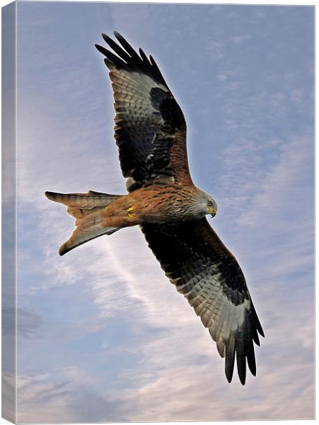 Red Kite Canvas Print by Tony Bates