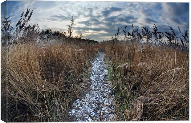 Path through reed bed Canvas Print by Tony Bates