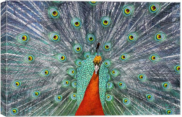  Peacock Canvas Print by Tony Bates