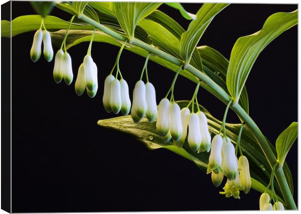 Lily of the Valley Canvas Print by Tony Bates