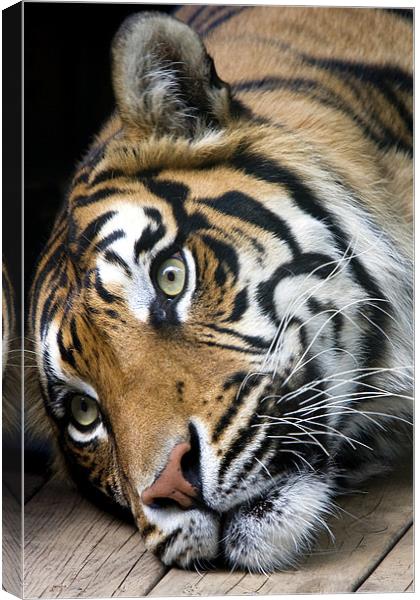 Sumatran Tiger Canvas Print by Tony Bates