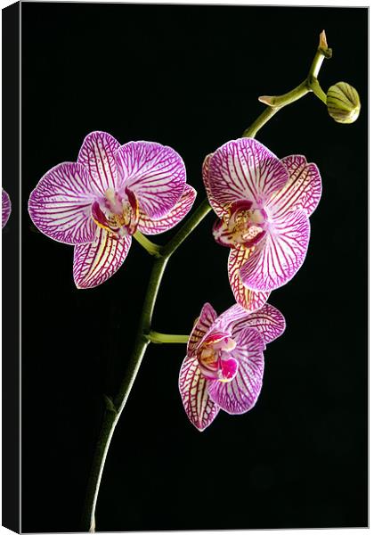 House Orchid Canvas Print by Tony Bates