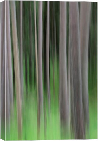 Pine trees vertical blur Canvas Print by Tony Bates