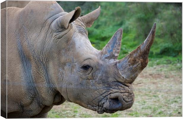 southern white rhino Canvas Print by Tony Bates