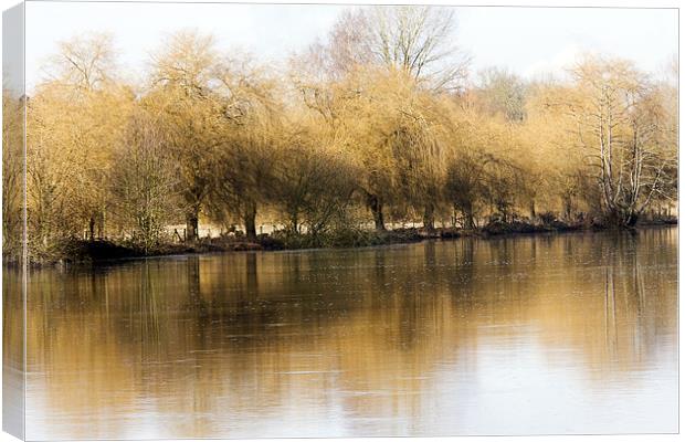 Willows by the Thames Canvas Print by Tony Bates