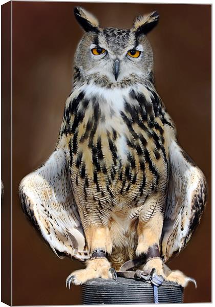 European Eagle Owl Canvas Print by Tony Bates