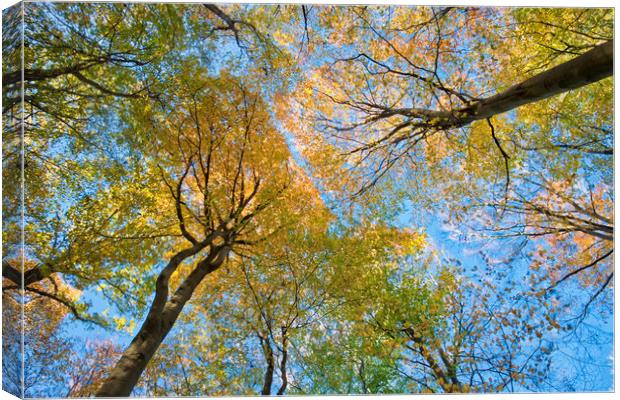 Beech tree autumn colours Canvas Print by Tony Bates