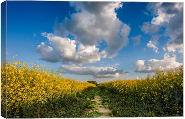 Oilseed rape field Canvas Print by Tony Bates