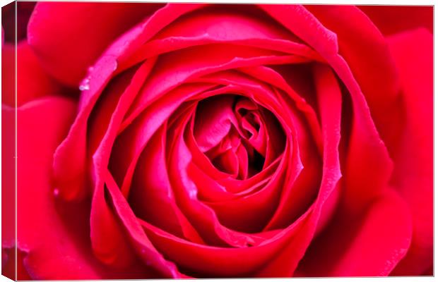 Red rose close up Canvas Print by Tony Bates