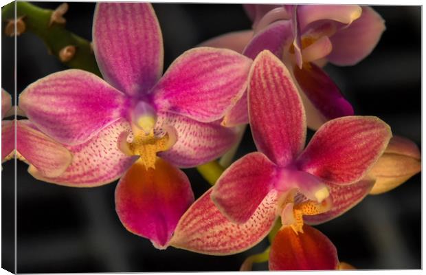 Orchid flowers at Kew gardens Canvas Print by Tony Bates