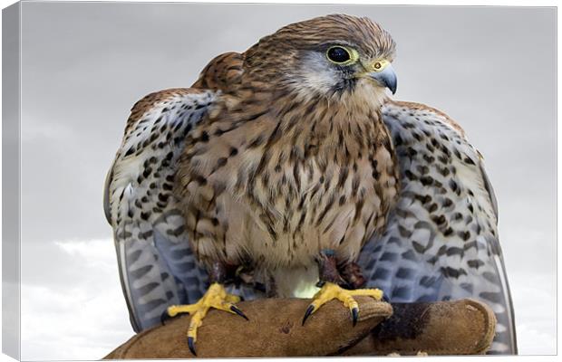 Kestrel Canvas Print by Tony Bates