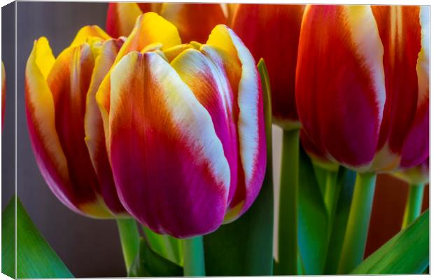 Tulip flowers Canvas Print by Tony Bates