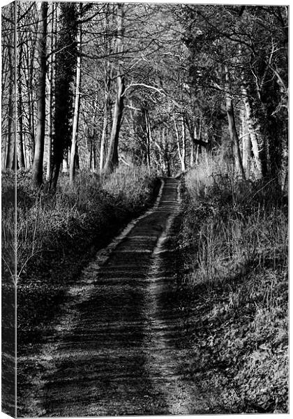 Forest Lane Canvas Print by Tony Bates