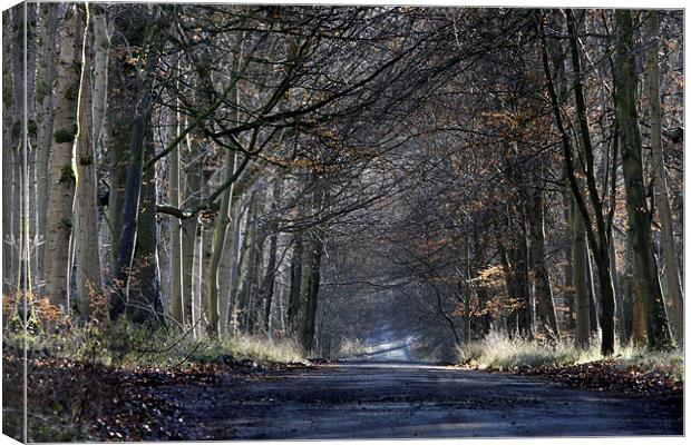 Forest Road Canvas Print by Tony Bates