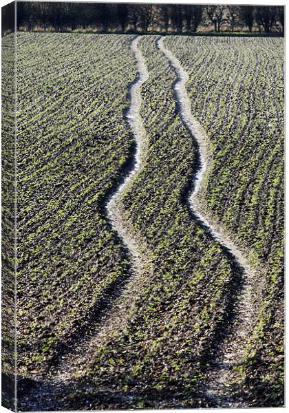 Field tracks Canvas Print by Tony Bates
