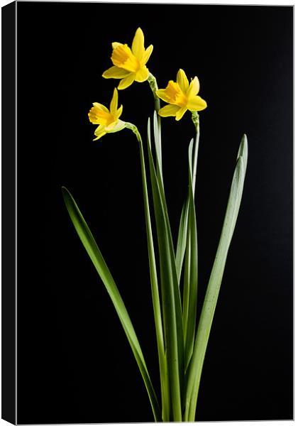 Narcissus Canvas Print by Tony Bates