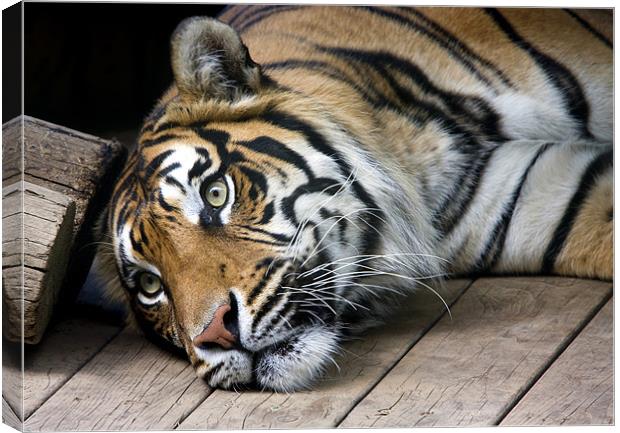 Sumatran tiger Canvas Print by Tony Bates