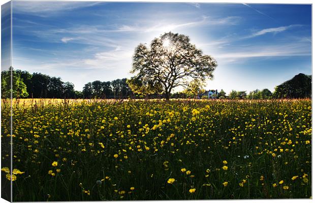 Buttercup meadow Canvas Print by Tony Bates