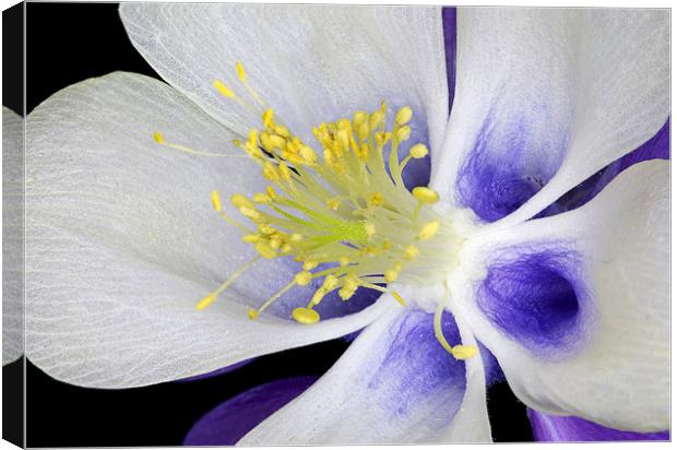 Aquilegia Canvas Print by Tony Bates