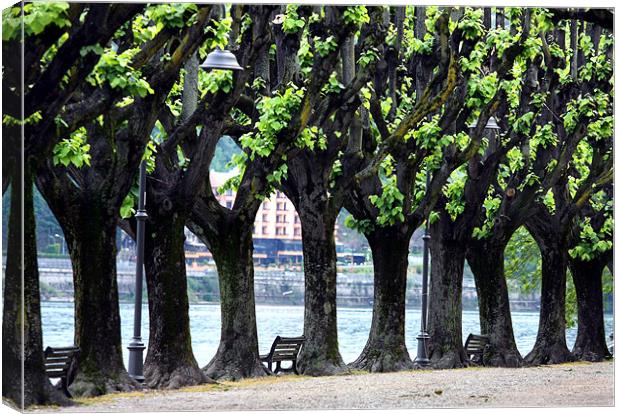 Line of trees at Lake Maggiore Canvas Print by Tony Bates