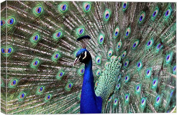 Peacock Canvas Print by Tony Bates