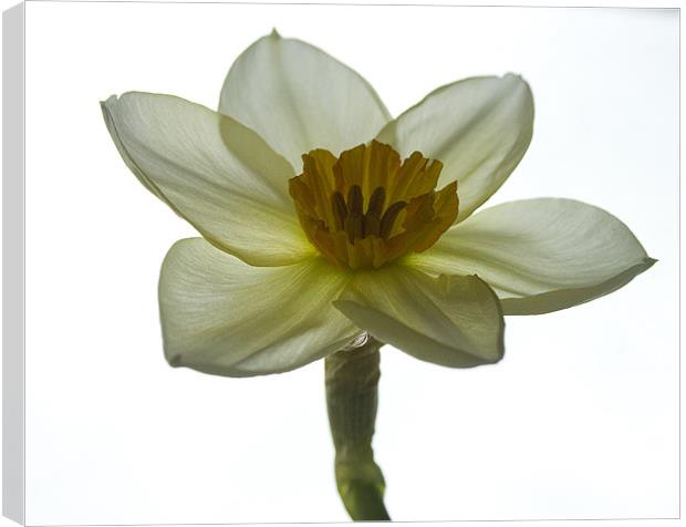 Daffodil Study One Canvas Print by Kate Young